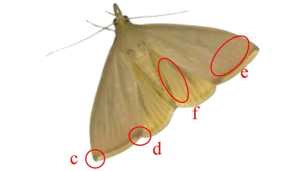 【特殊報】タケ類にシナチクノメイガ　府内で初めて確認　京都府