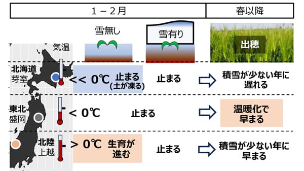 積雪地帯における「麦類」生育時期　推定を可能に　農研機構