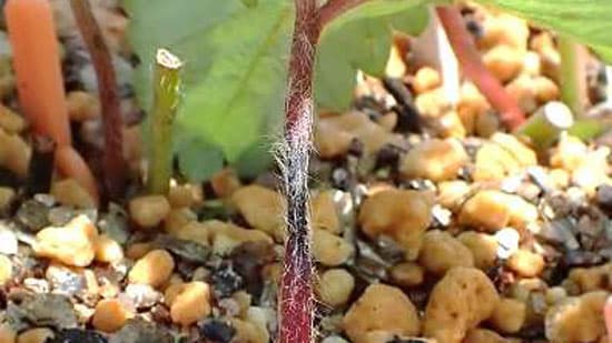 イチゴ炭疽病　県内全域で多発のおそれ