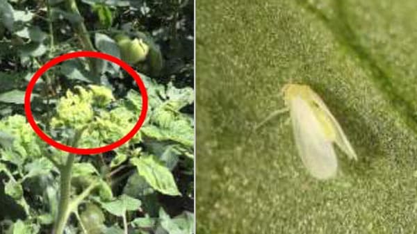 トマト黄化葉巻病　全県のトマト、トルコギキョウなど施設栽培で発生