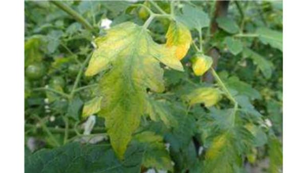 【特殊報】トマト黄化病　府内で病害発生を初めて確認　大阪府