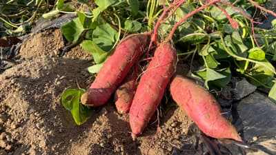 【注意報】かんしょにサツマイモ基腐病　県下全域で多発に注意　熊本県