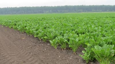 【注意報】てんさいの褐斑病が早発　北海道