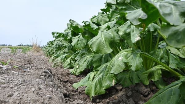 【注意報】てんさいの褐斑病が早発　早めの防除開始を　北海道