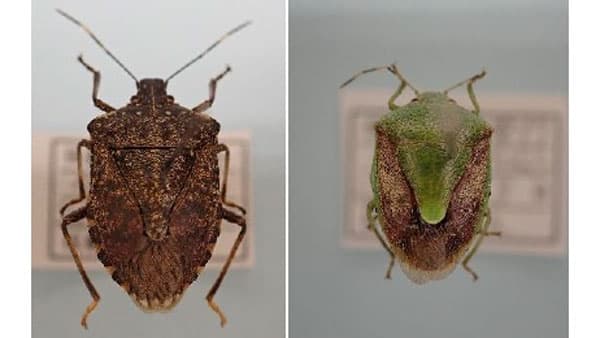 県南部を中心に果樹カメムシ類多発　りんご・なしの被害に注意