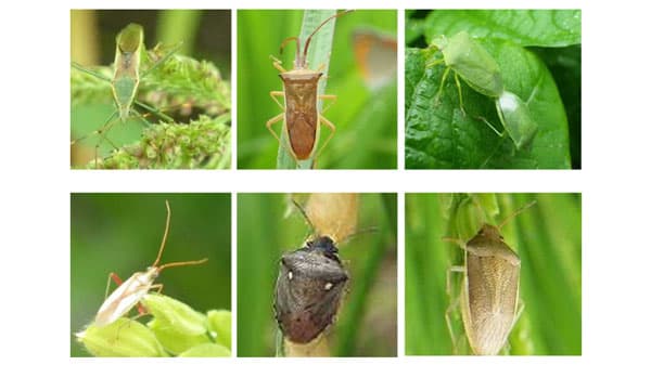 斑点米カメムシ類　県下全域で多発のおそれ