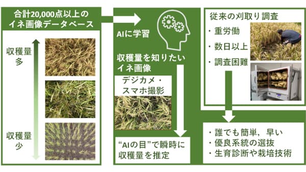 「AIの目」でイネの収穫量　誰でも簡単・迅速に推定可能に　岡山大学など研究グループ