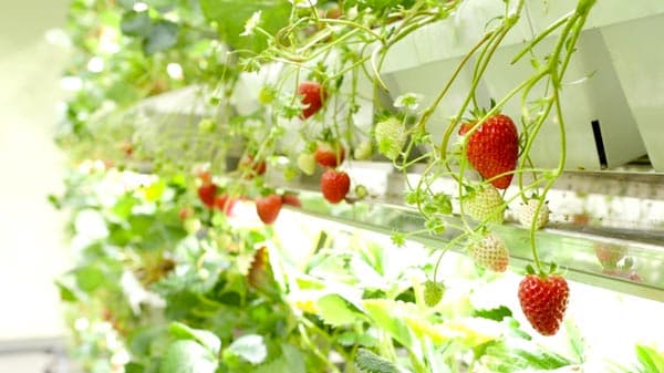 従来の収穫量を飛躍的に向上"連続開花"によるイチゴ栽培技術が特許認定　MD-Farm