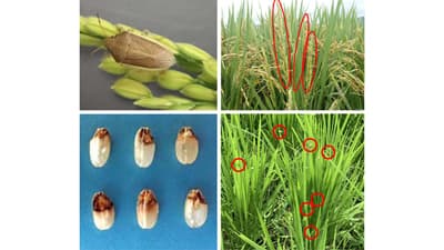 【注意報】イネカメムシ　県内全域で多発のおそれ　鳥取県