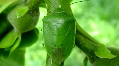 【注意報】ナシ、ブドウ、カキ等に果樹カメムシ類　県内全域で多発のおそれ　滋賀県