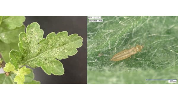 【注意報】キクにクロゲハナアザミウマ　西和地域で多発のおそれ　奈良県