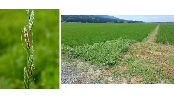 【注意報】水稲に斑点米カメムシ類　県下全域で多発のおそれ　岩手県