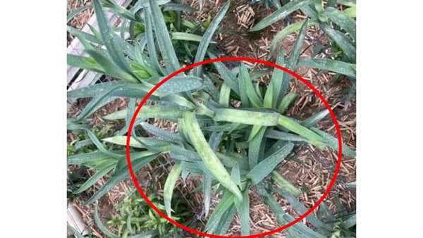 【特殊報】カーネーションべと病　県内で初めて確認　長野県