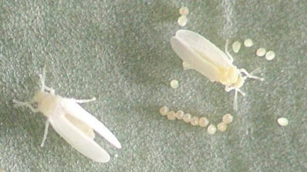 【特殊報】キュウリ退緑黄化病　県内で初めて発生を確認　三重県