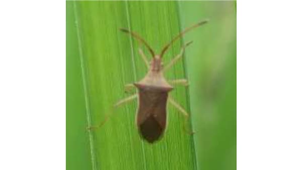【注意報】早植え水稲・普通期水稲に斑点米カメムシ類　多発に注意　佐賀県