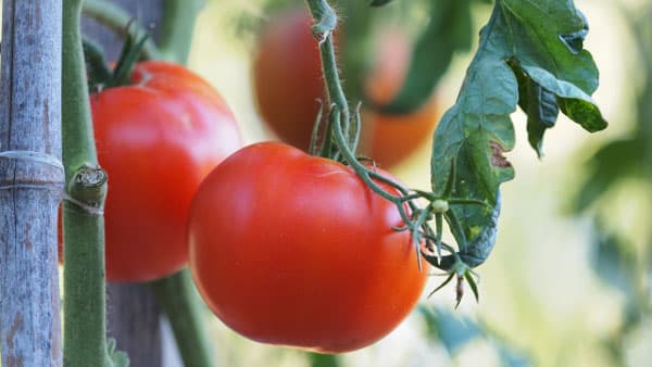 【特殊報】トマトキバガ　誘殺により県内で初めて確認　神奈川県