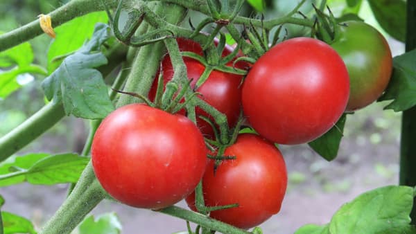 【注意報】トマト、キュウリにタバココナジラミ　県内全域で多発のおそれ　神奈川県