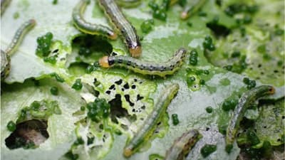 【特殊報】アブラナ科野菜にケブカニセノメイガ県内で初めて確認　島根県