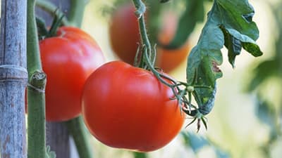 【注意報】ミニトマト、トマトにトマト黄化葉巻病　県中部で多発のおそれ　和歌山県