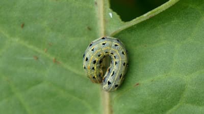 【注意報】大豆、野菜類、花き類などにハスモンヨトウ　県内全域で多発のおそれ　岡山県