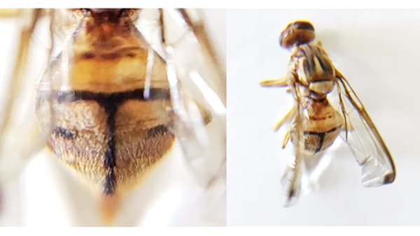 【特殊報】セグロウリミバエ　県内で初めて確認　鹿児島県