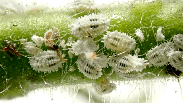 トマトに「クロテンコナカイガラムシ」県内で初めて確認
