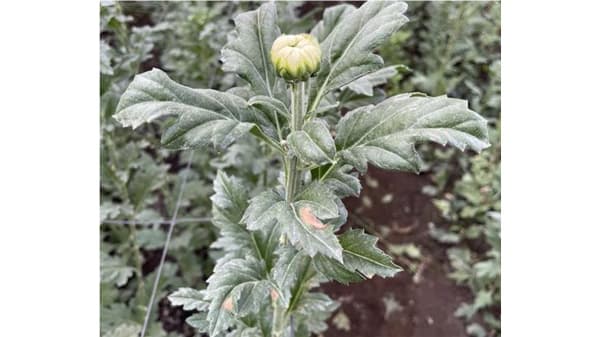 【特殊報】キク小斑点病　県内で初めて確認　宮崎県