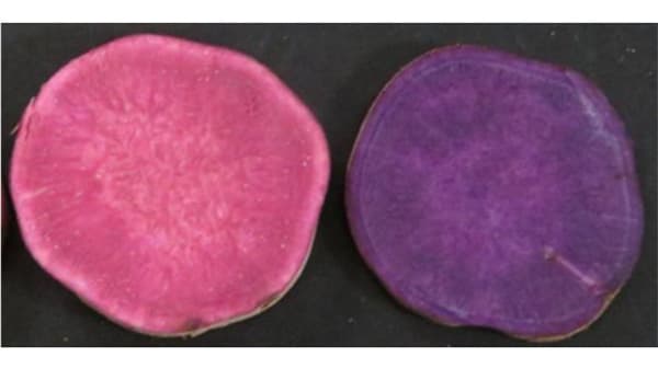 基腐病に強い赤紫肉色のサツマイモ新品種「さくらほのか」を育成　農研機構