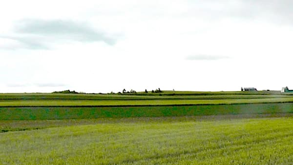 たまねぎでネギアザミウマ多発　ねぎ、あぶらな科野菜も注意