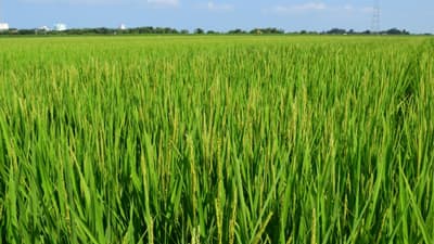 【注意報】イネいもち病　県下全域で多発のおそれ　長野県