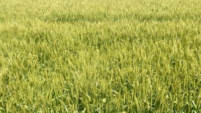 【注意報】ムギ類に赤かび病　県内全域で多発のおそれ　三重県