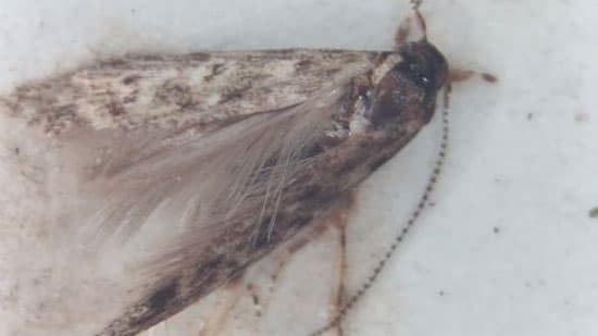 トマトキバガ　県内で初めて発生を確認