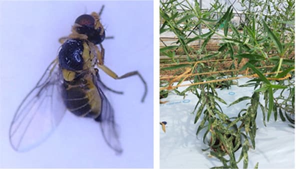 【特殊報】宿根カスミソウにトマトハモグリバエ　全国で初めて確認　福島県