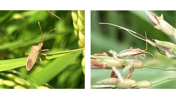 【注意報】水稲に斑点米カメムシ類　平坦地域で多発のおそれ　奈良県