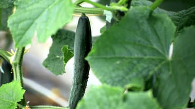 【特殊報】キュウリにキュウリ黄化えそ病　府内で初めて確認　京都府