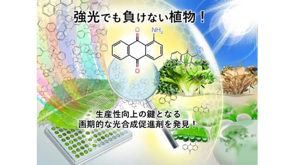 「強光でも負けない植物!」生産性向上の鍵となる画期的な光合成促進剤を発見　東京大学