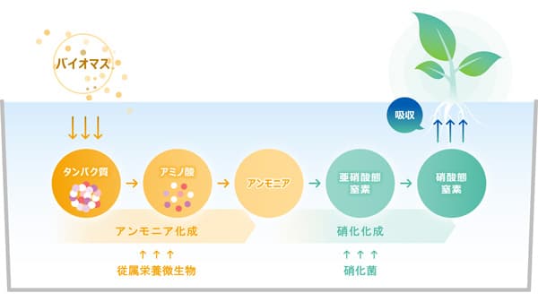 イオンアグリ創造と共同　バイオマス活用し養液栽培を開始　旭化成