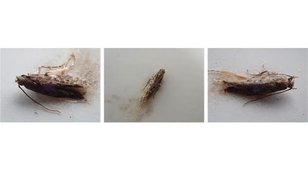 【特殊報】トマトキバガ　県内で初めて確認　埼玉県