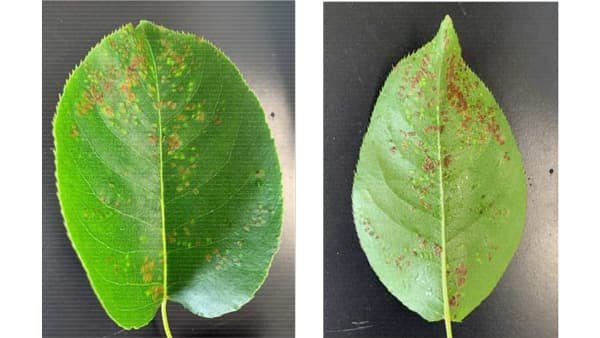 【特殊報】二ホンナシに「ニホンナシハモグリダニ」県内で初めて確認　佐賀県