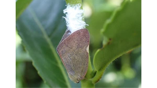 【注意報】チュウゴクアミガサハゴロモ　県内全域で多発のおそれ　埼玉県