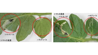 【注意報】トマト、ミニトマトにトマトキバガ　県内全域で多発のおそれ　大分県