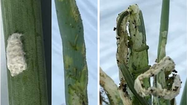【注意報】ネギ、豆類、花き類にシロイチモジヨトウ　府内全域で多発のおそれ　京都府