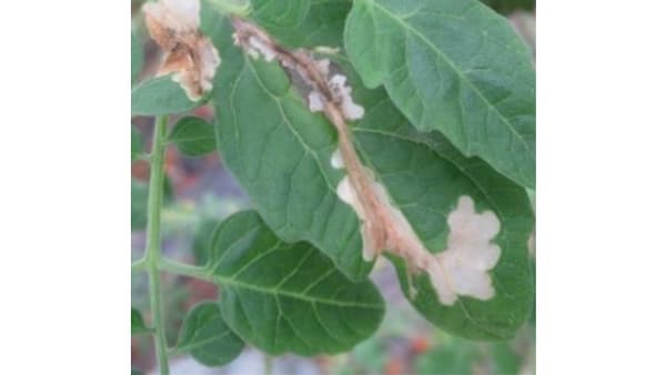 【注意報】トマトキバガ　県内全域で多発のおそれ　熊本県