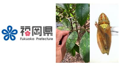 サカキに「サカキブチヒメヨコバイ」県内で被害を確認
