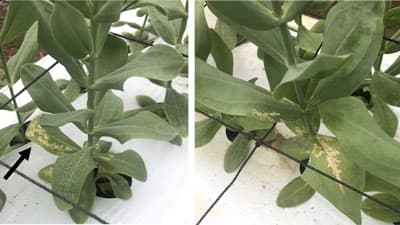 【特殊報】トルコギキョウえそ条斑病　県本島で確認　沖縄県