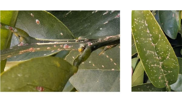 【注意報】カンキツにアカマルカイガラムシ　県北・中部で多発のおそれ　和歌山県