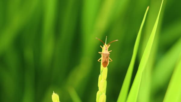 【注意報】水稲に斑点米カメムシ類　県内全域で多発のおそれ　愛知県