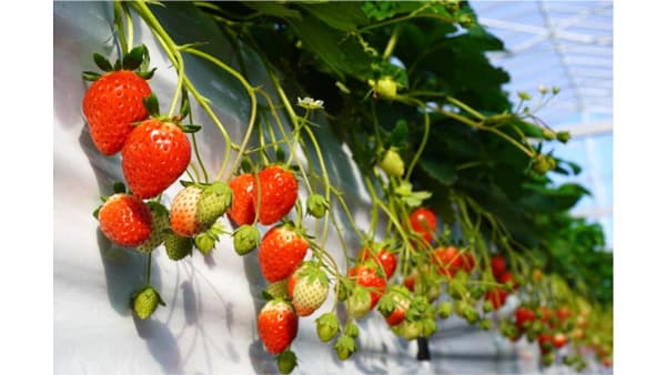 新技術「スマート飽差制御」いちご「さぬき姫」の収穫量を18.5％向上　農研機構