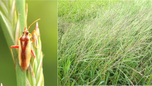 【注意報】斑点米カメムシ類　県内全域で多発のおそれ　新潟県