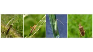 水稲の斑点米カメムシ類　県内全域でやや多発の予想